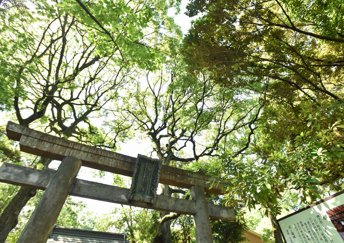 【赤坂氷川神社×OHARA-ET-CIE】神社結婚式〜縁（えにし）〜プラン